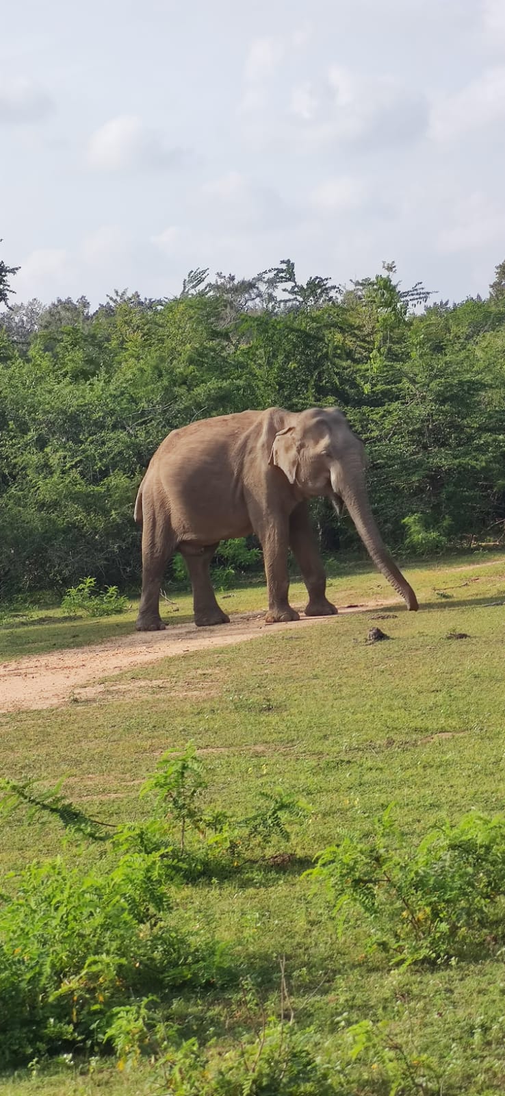 Yala national park 