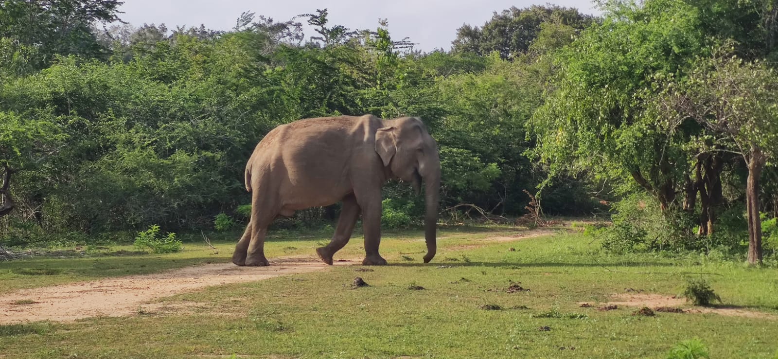 Minnariya 