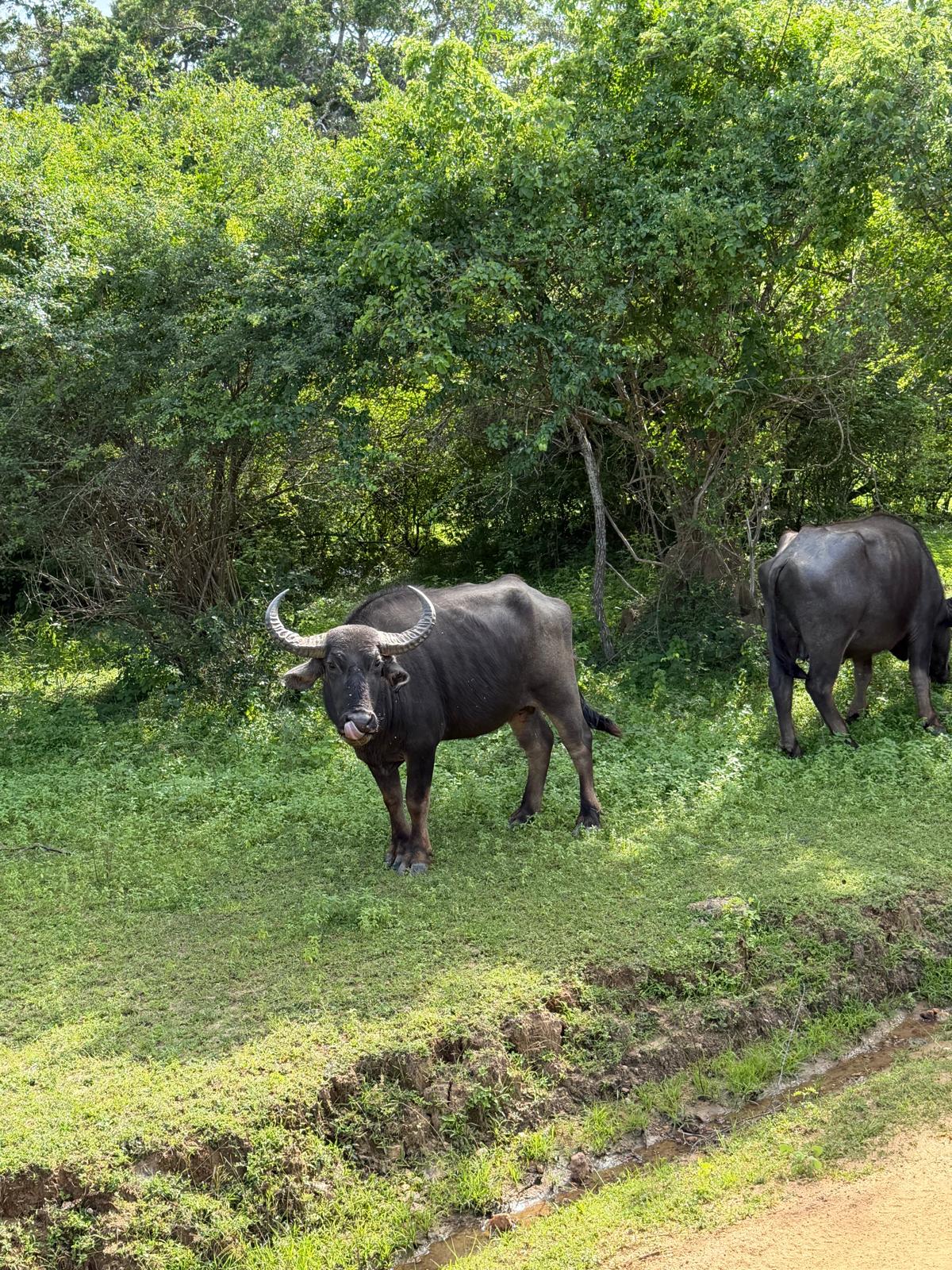 Minnariya 