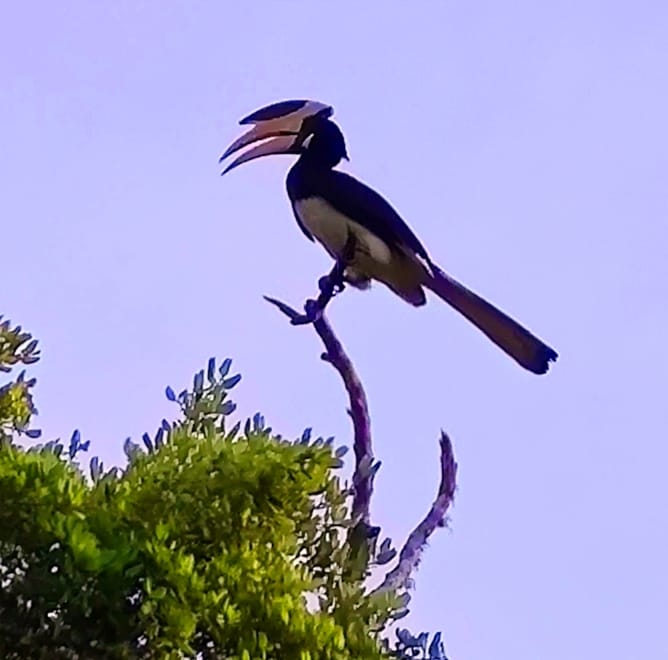 Yala national park 