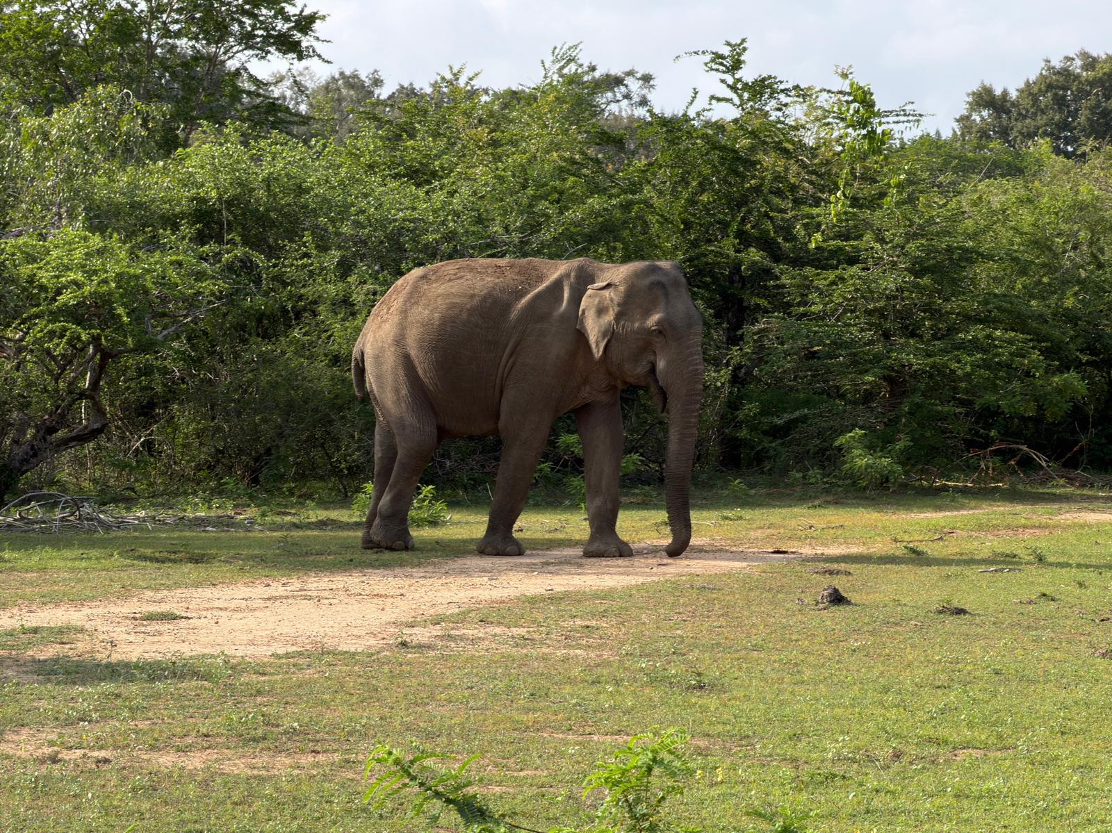 Yala national park 