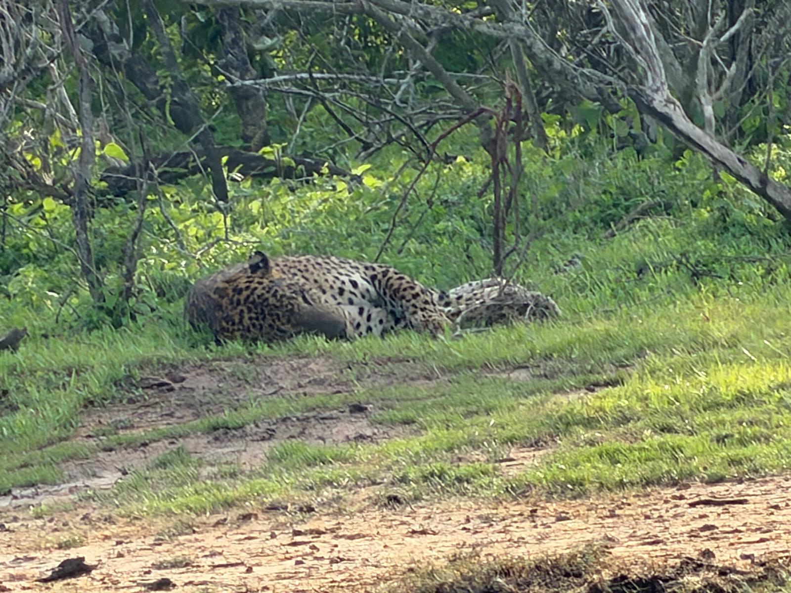Yala national park 