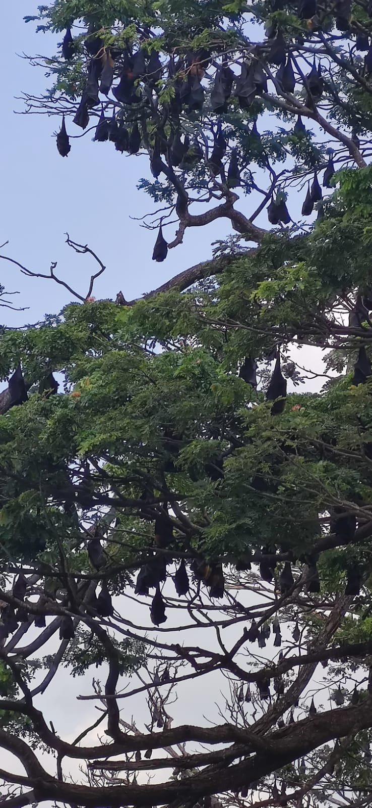 Tissamaharama 