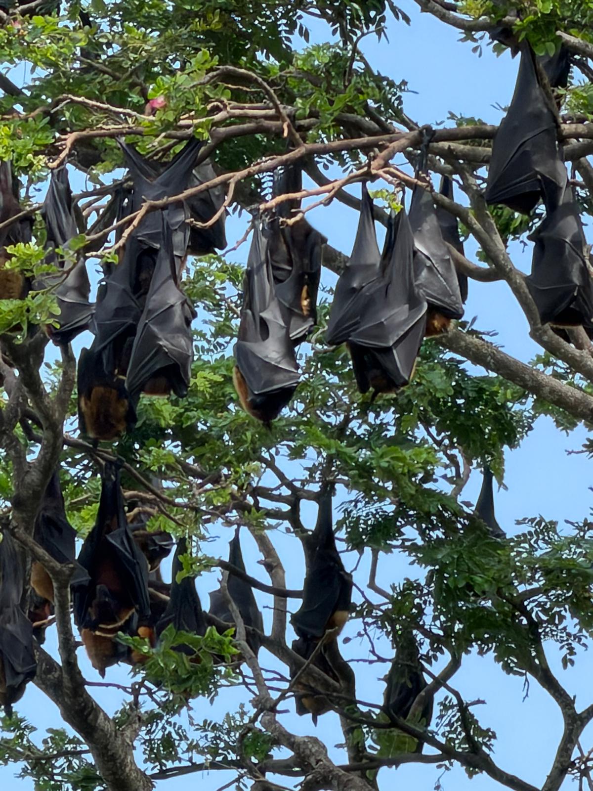 Fruit bats tissamaharama