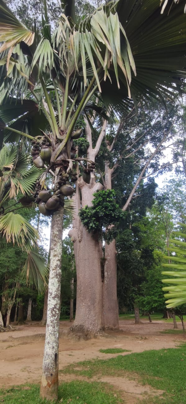Double coconut 