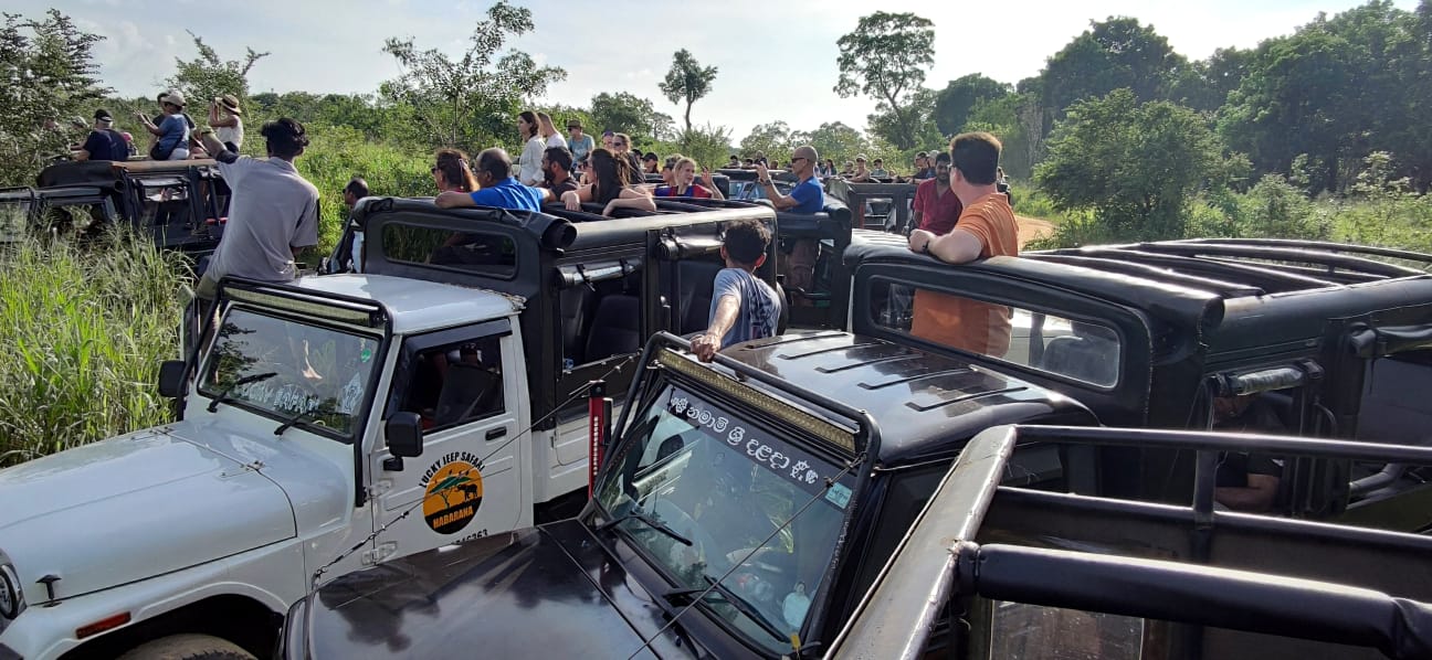 Safari Minnariya National park 