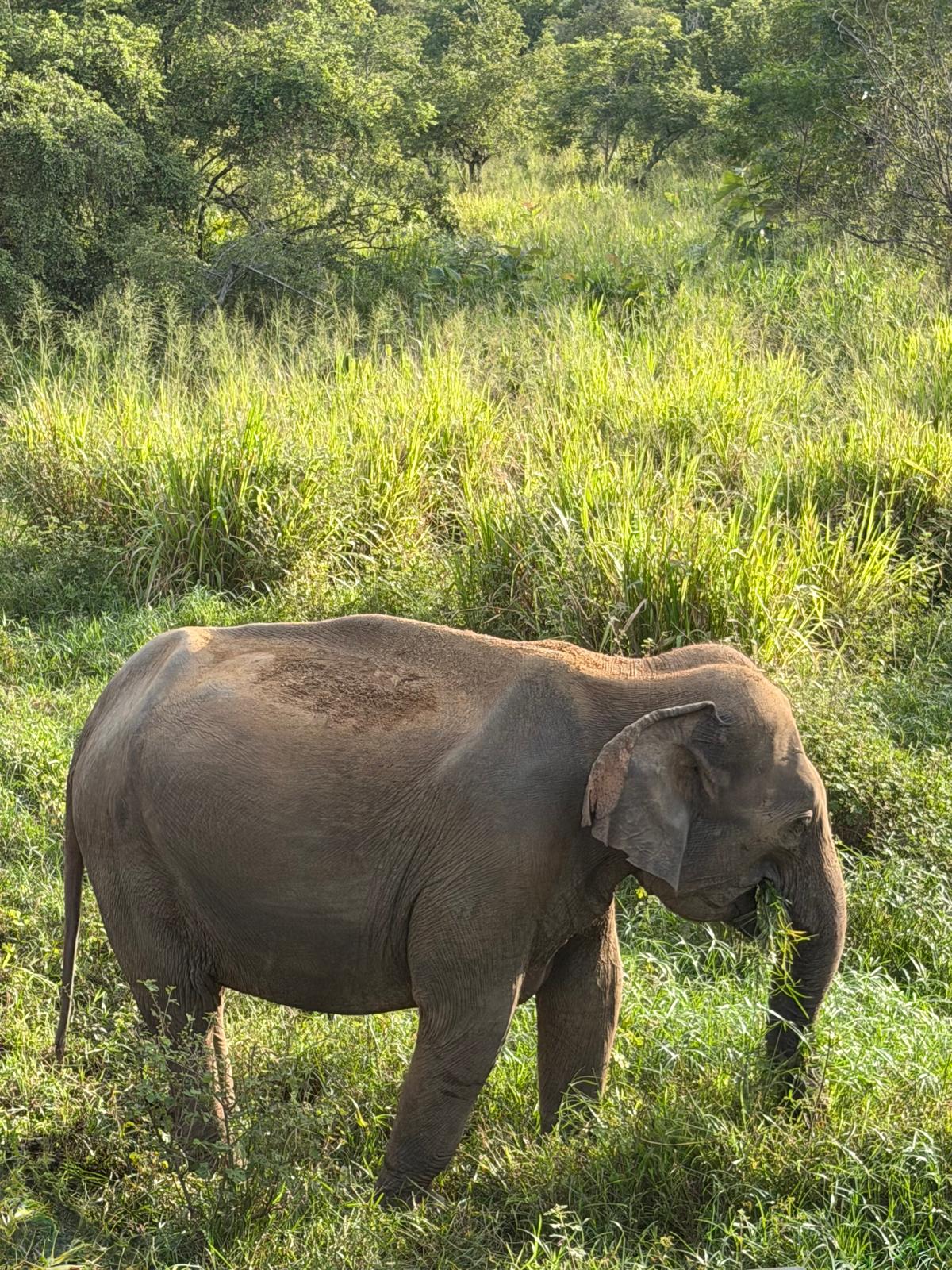 Safari Minnariya National park 