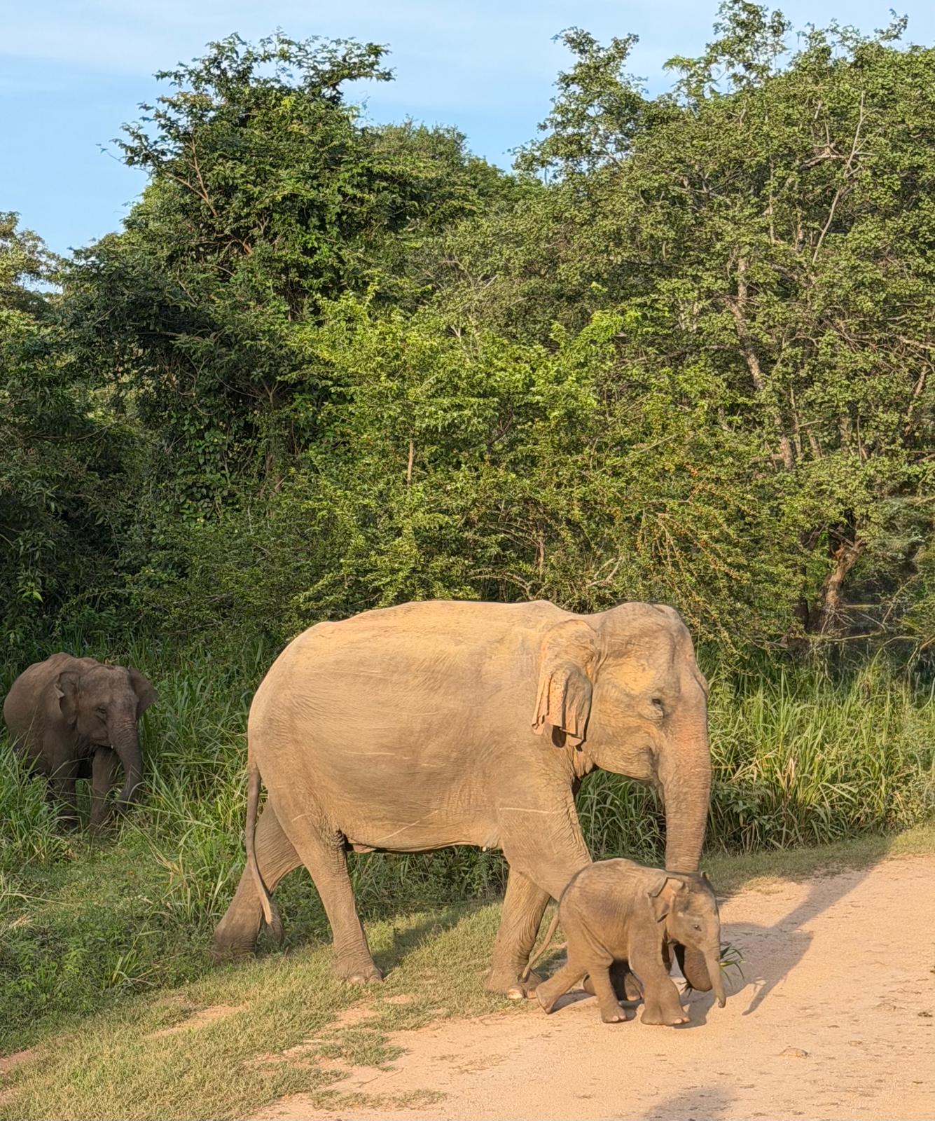 Safari Minnariya National park 