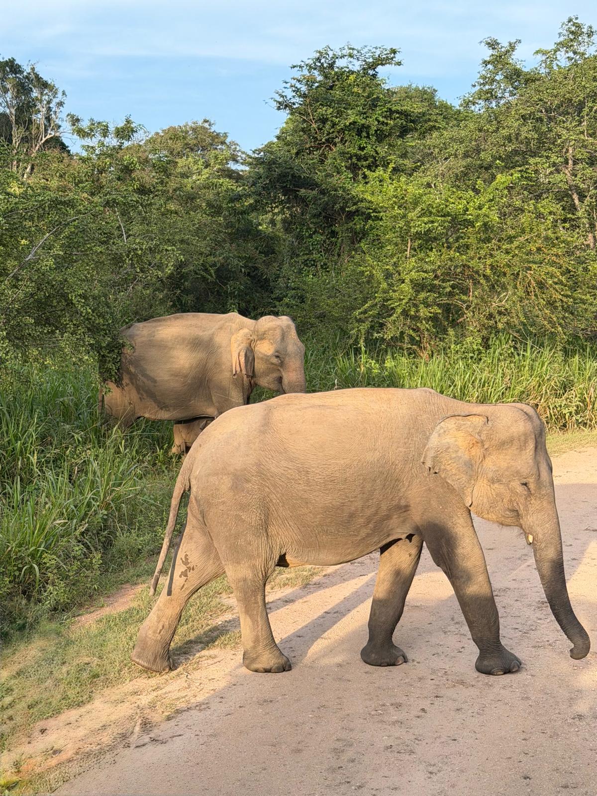 Safari Minnariya National park 