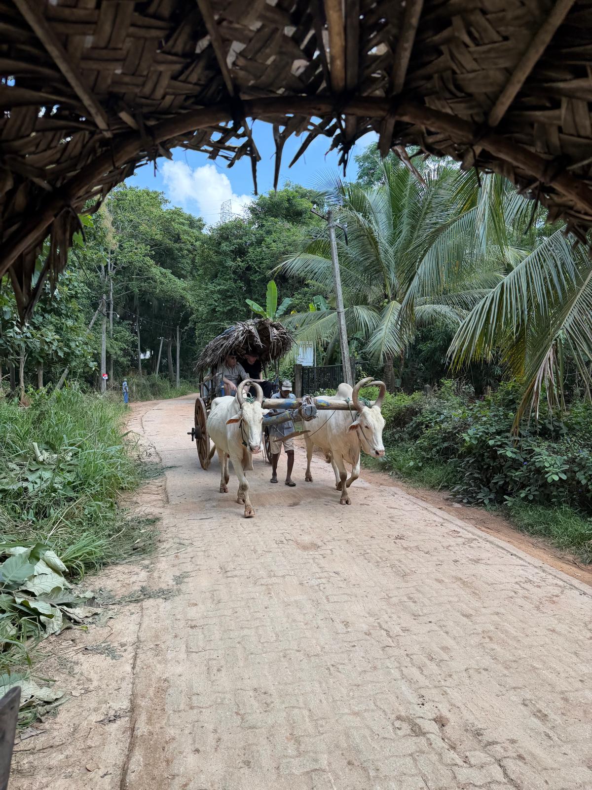 Village Tour Habarana 