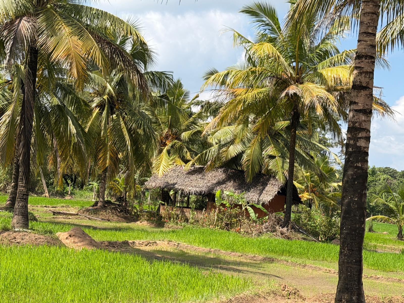 Village Tour Habarana 