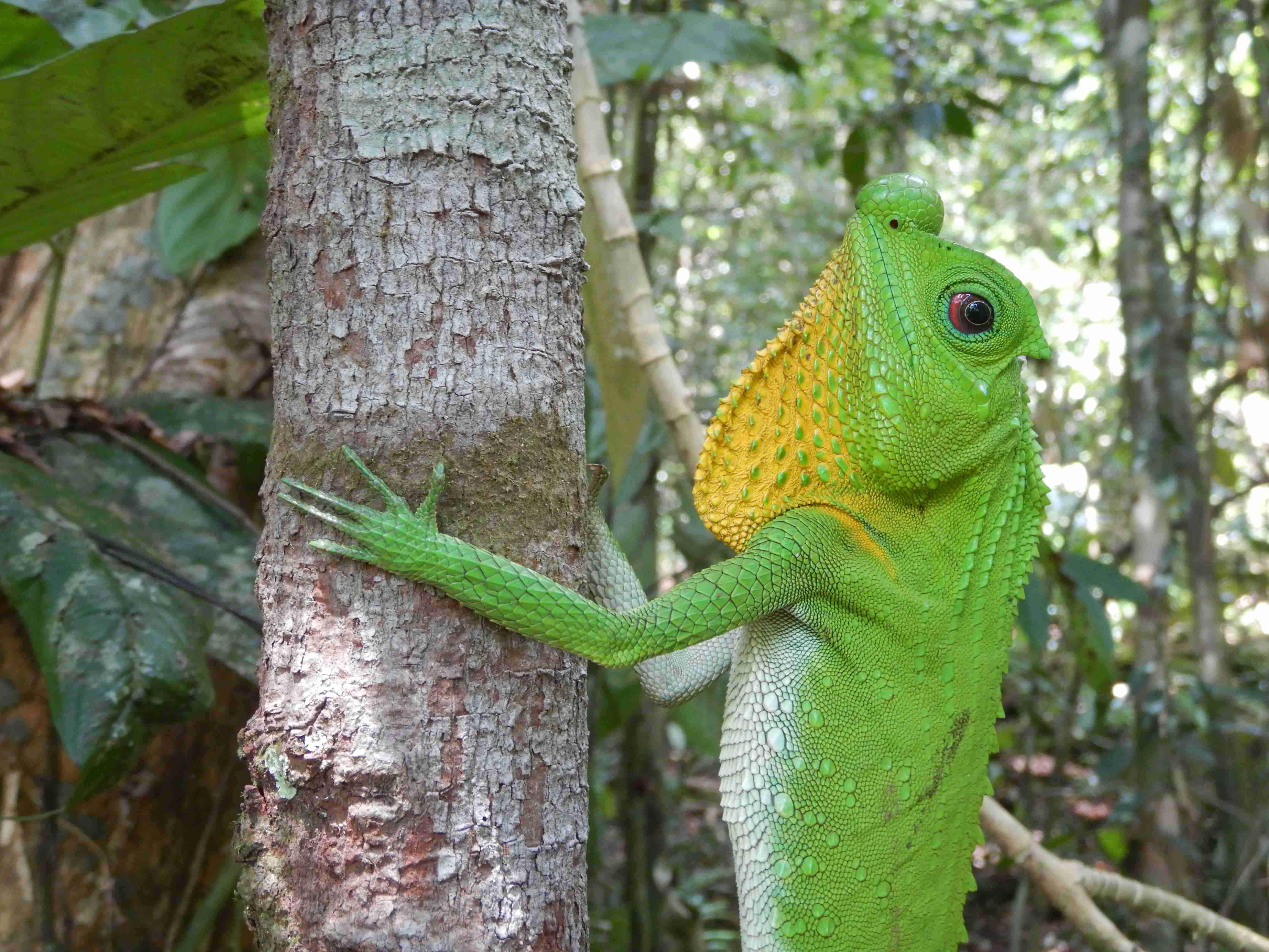 Rain forest Sinharaja 
