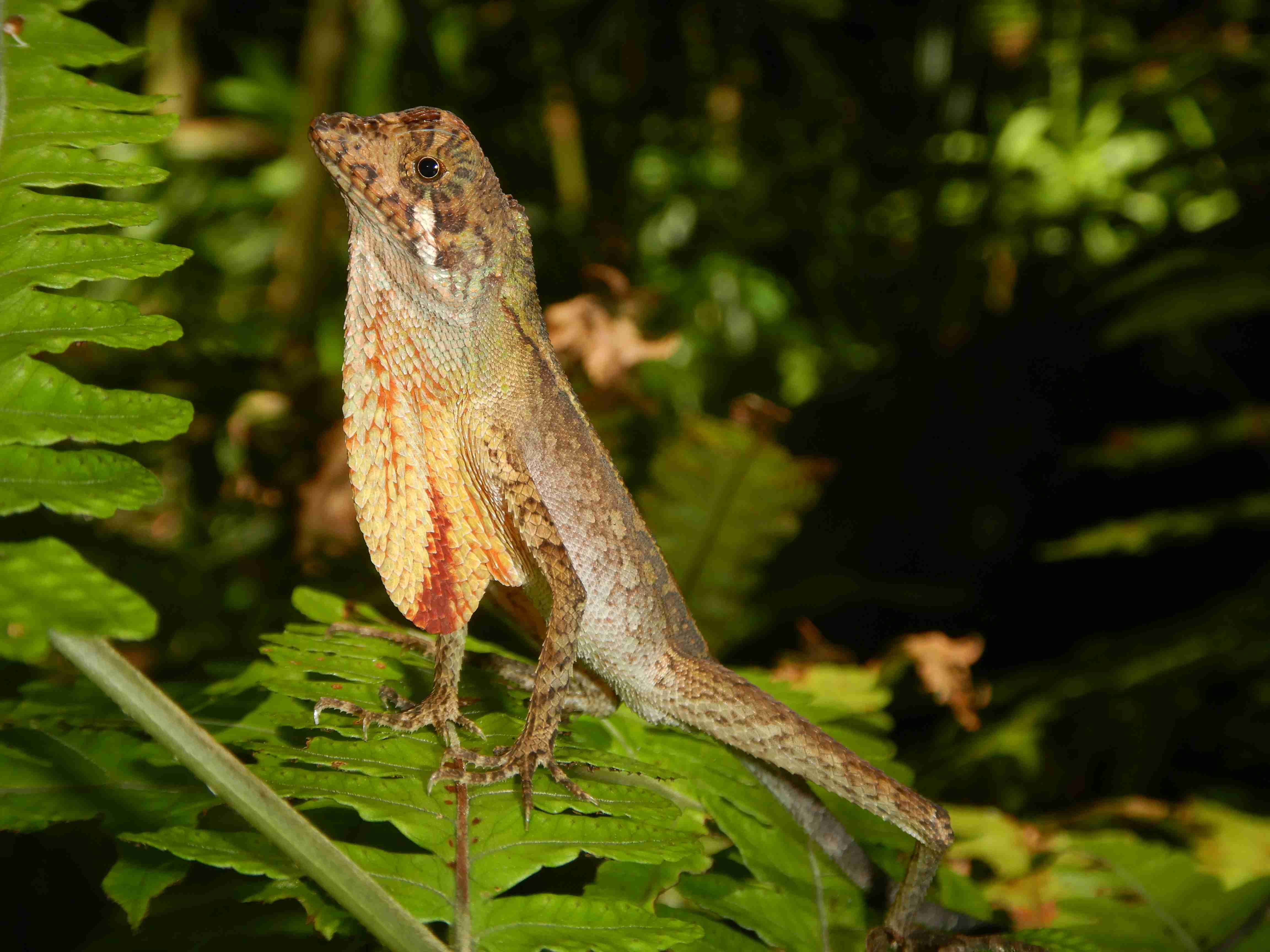Rain forest Sinharaja 