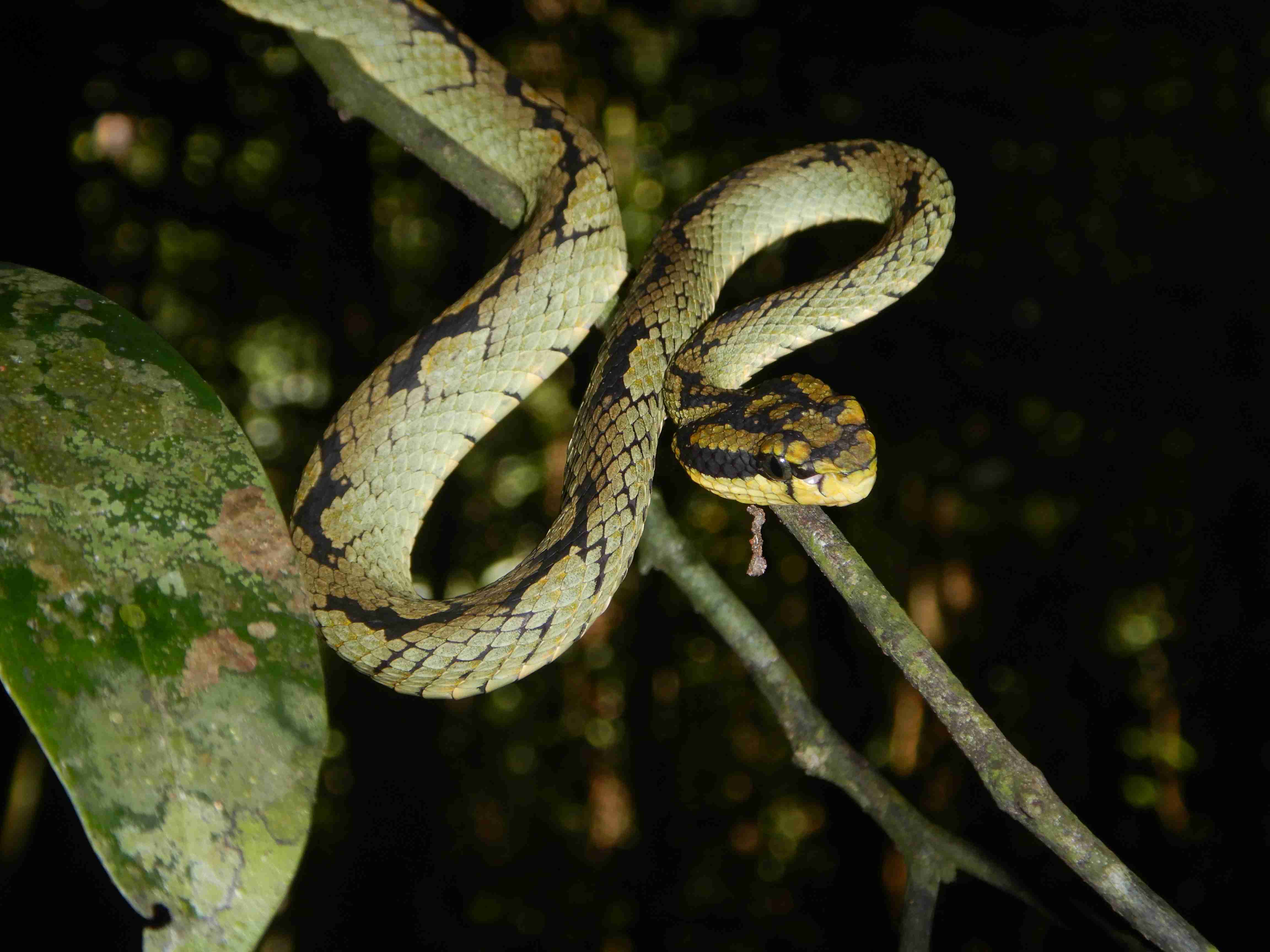 Rain forest Sinharaja 