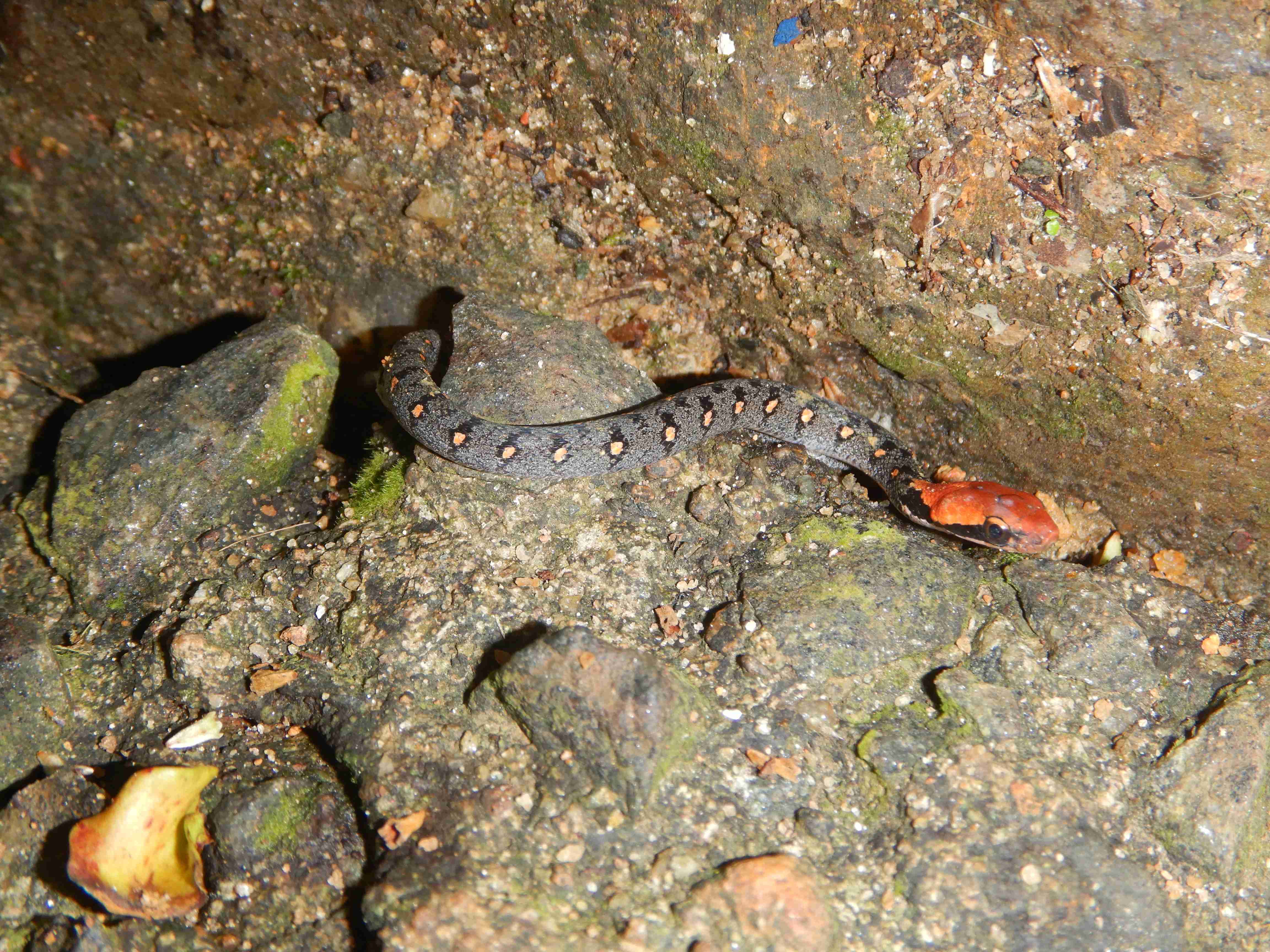 Rain forest Sinharaja 
