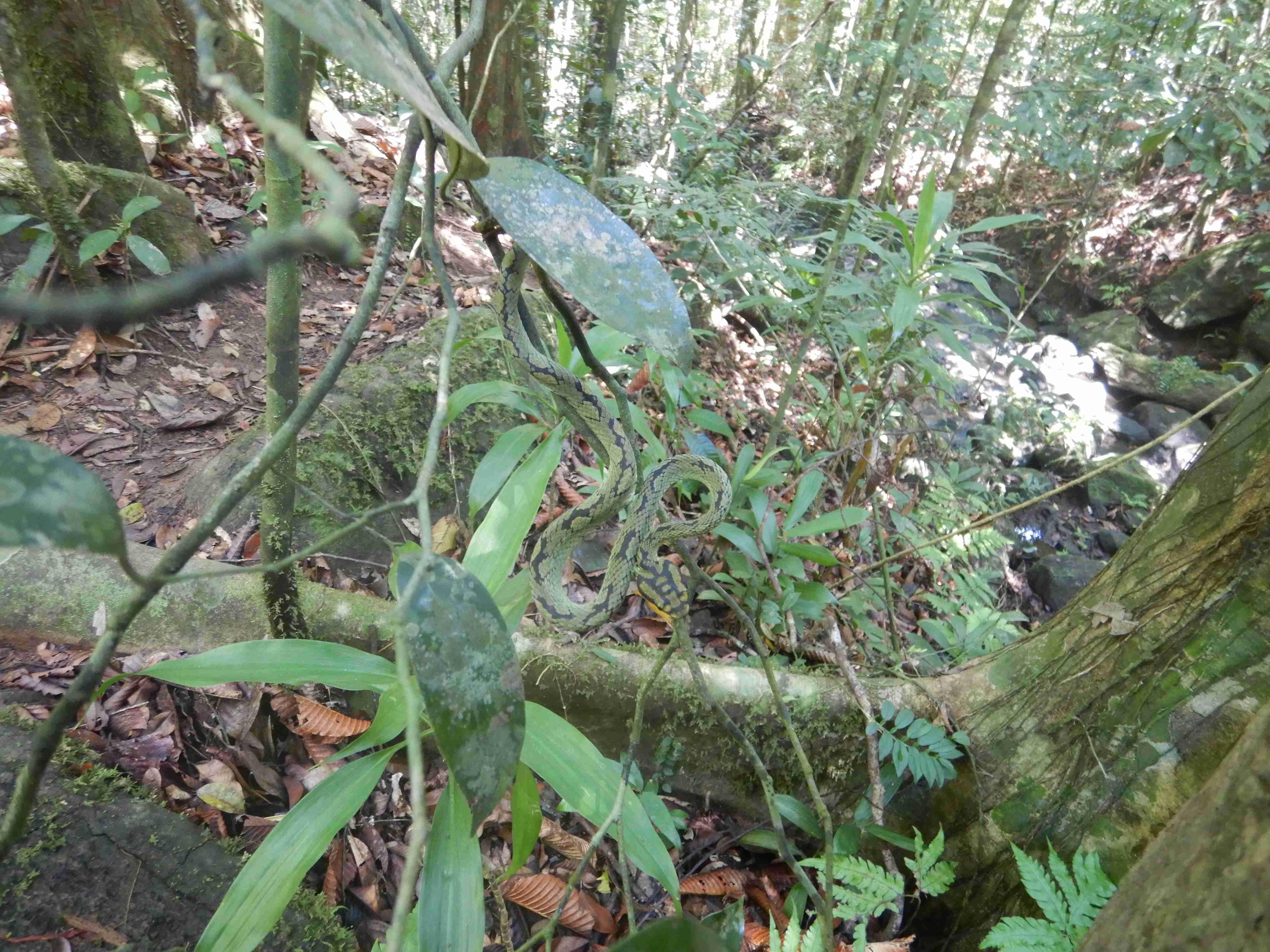 Rain forest Sinharaja 