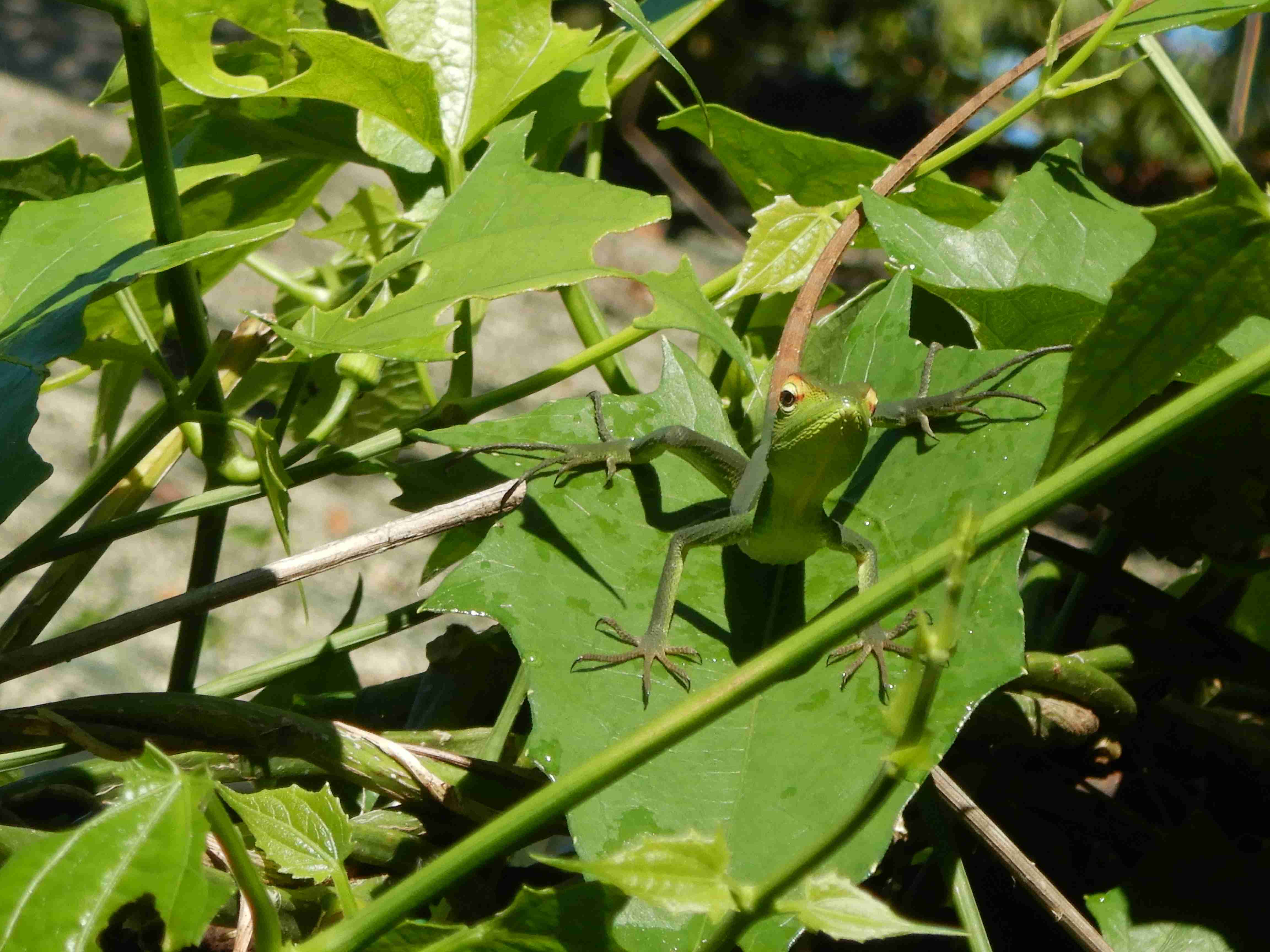 Rain forest Sinharaja 
