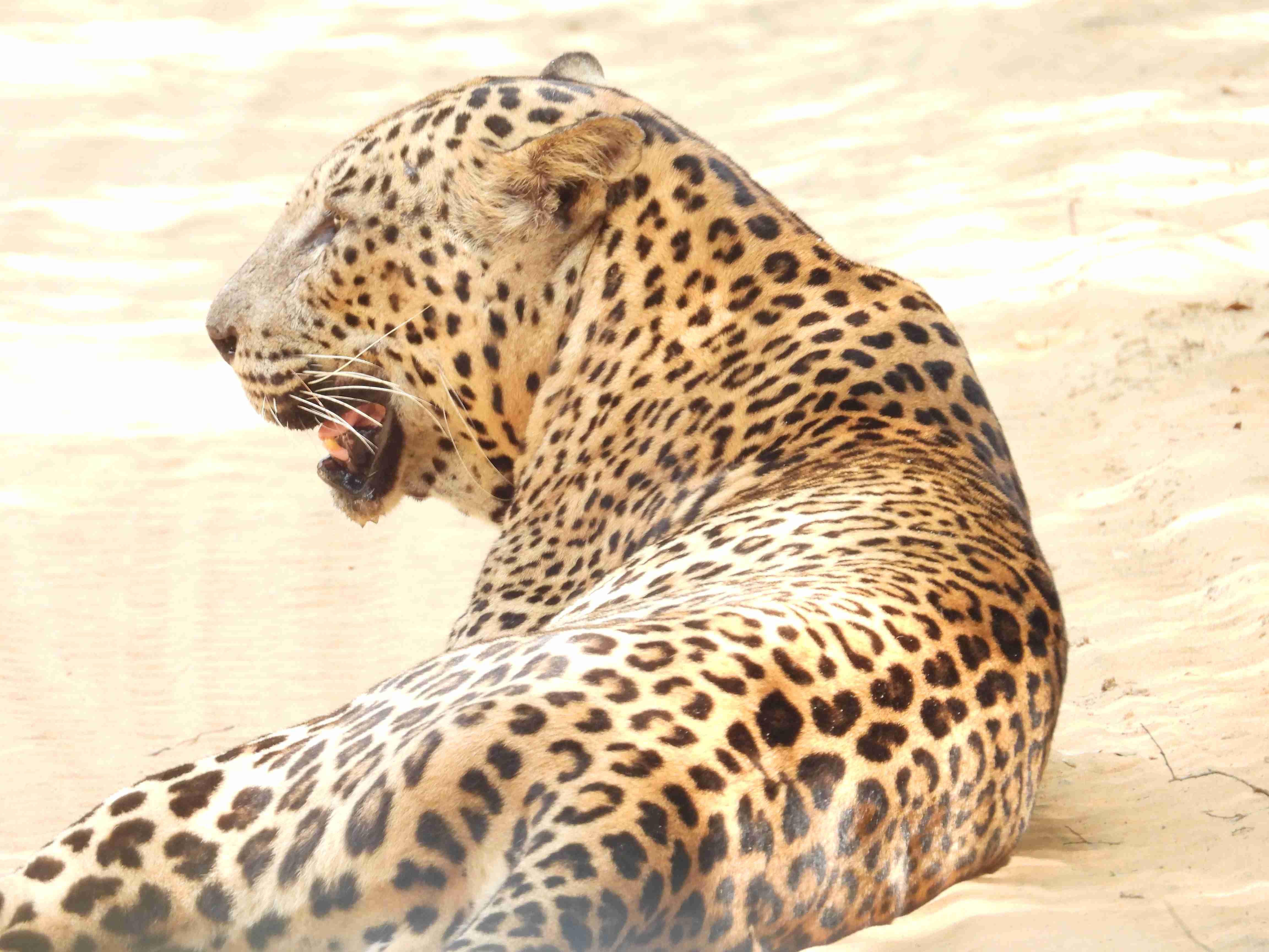 Willpattuwa national park 