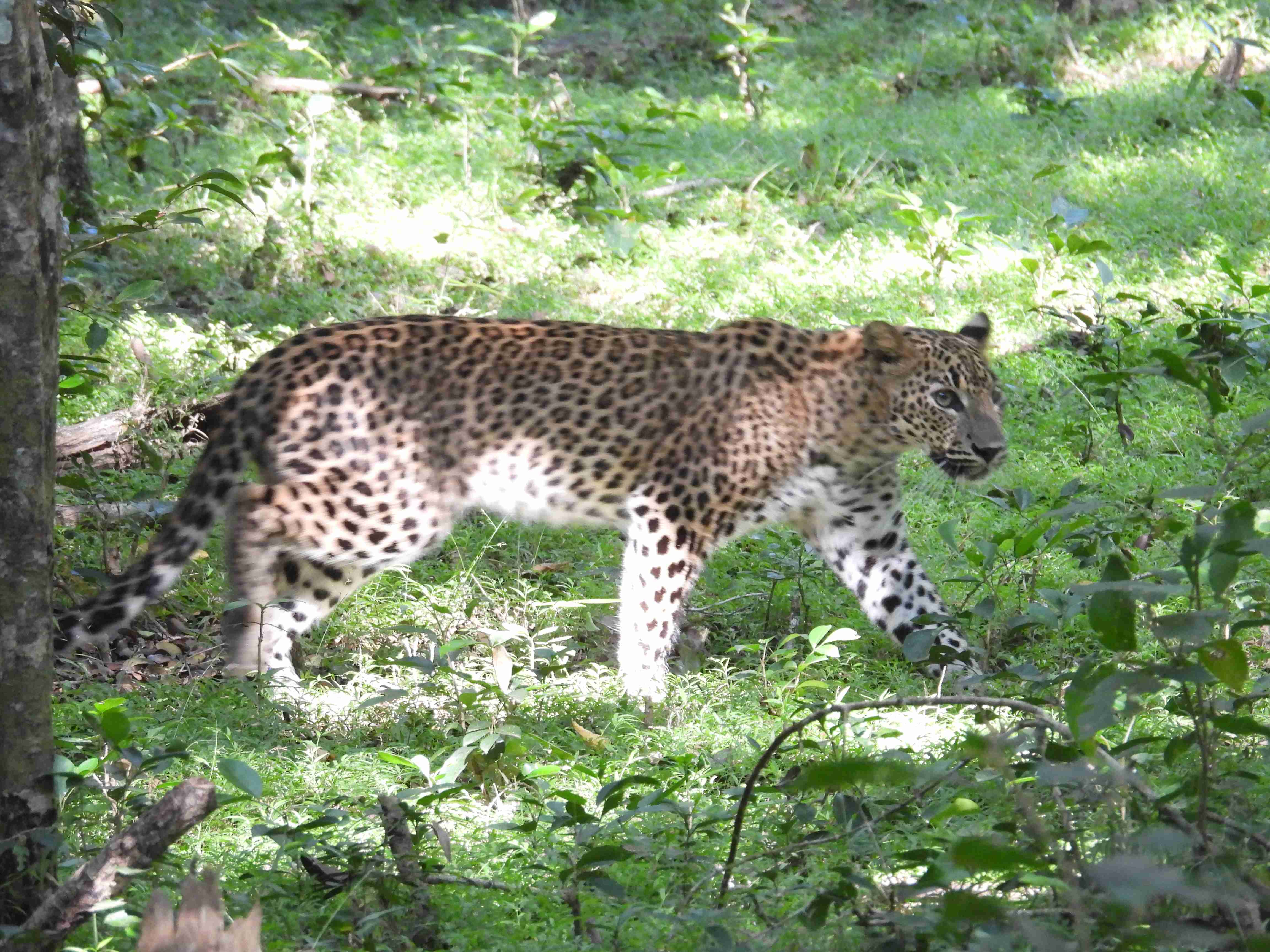 Willpattuwa national park 