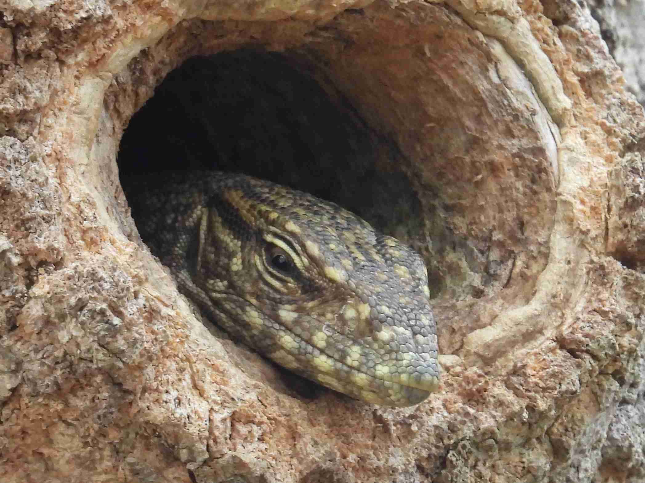 Sri Lanka 