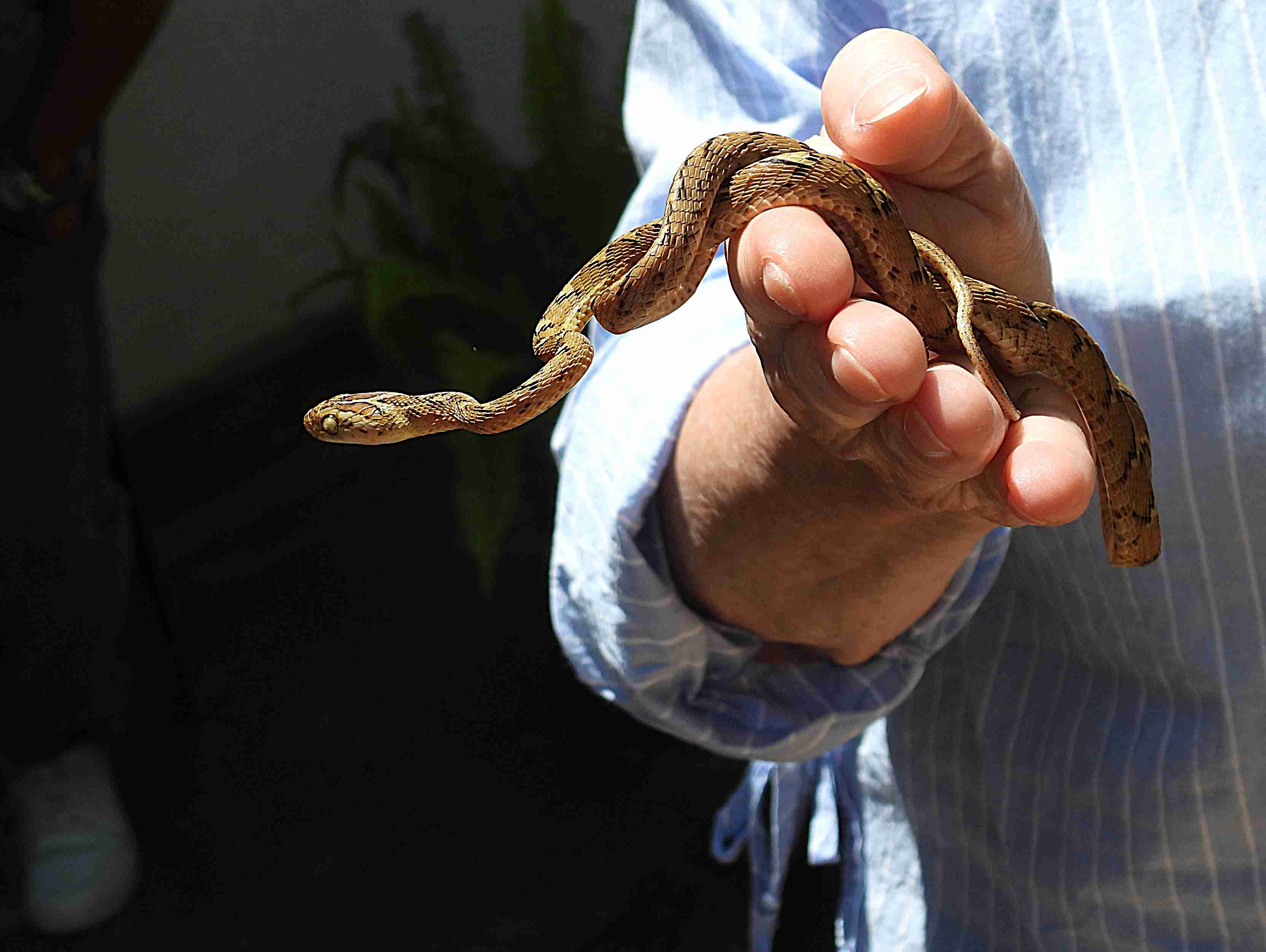 Snake farm Sri Lanka 